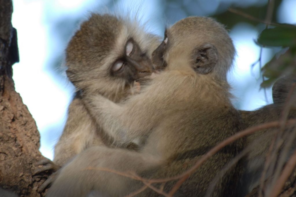 Bacio Scimmie Canva