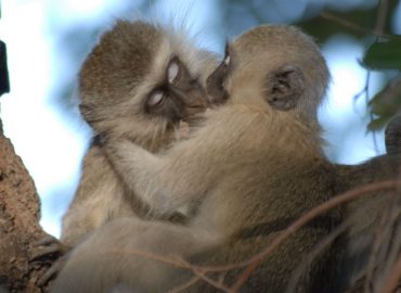 Storia del bacio, 21 milioni di anni fa fu scoperto il “primo”: ma a cosa serviva?