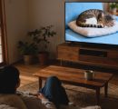 Gatti che dormono in tv contro lo stress: il Giappone risponde così al malessere sociale