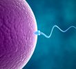 Prima gravidanza grazie all’Ai: ha individuato gli unici due spermatozoi attivi