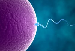 Prima gravidanza grazie all’Ai: ha individuato gli unici due spermatozoi attivi