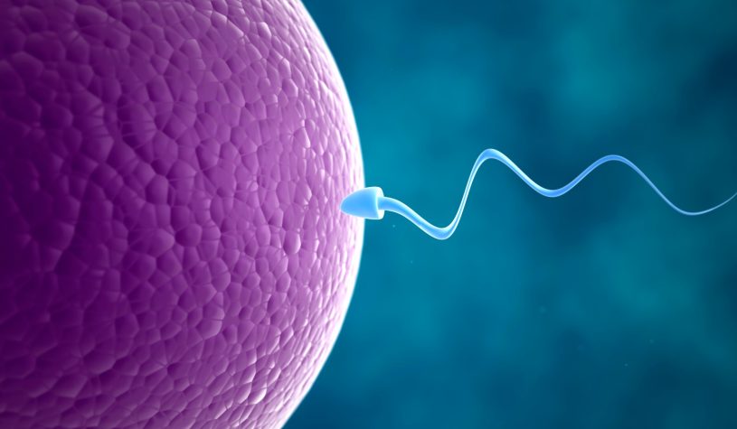 Prima gravidanza grazie all’Ai: ha individuato gli unici due spermatozoi attivi
