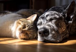 L’Italia sceglie gli animali domestici: boom tra le coppie senza figli