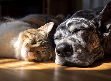 L’Italia sceglie gli animali domestici: boom tra le coppie senza figli