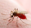 Dalla Dengue alla Leishmaniosi, cosa sono le 21 malattie neglette che minacciano la salute globale?