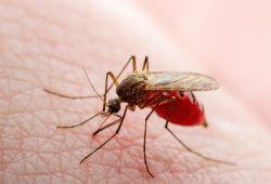 Dalla Dengue alla Leishmaniosi, cosa sono le 21 malattie neglette che minacciano la salute globale?
