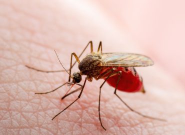 Dalla Dengue alla Leishmaniosi, cosa sono le 21 malattie neglette che minacciano la salute globale?