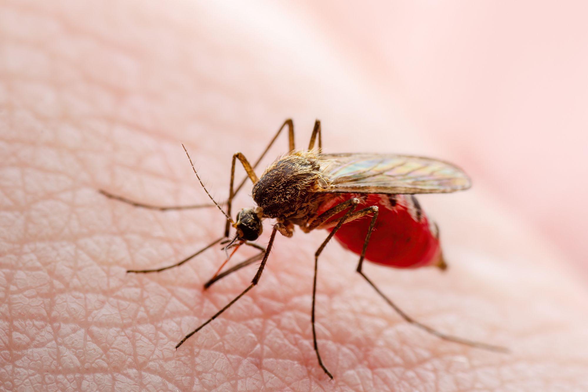 Dalla Dengue alla Leishmaniosi, cosa sono le 21 malattie neglette che minacciano la salute globale?