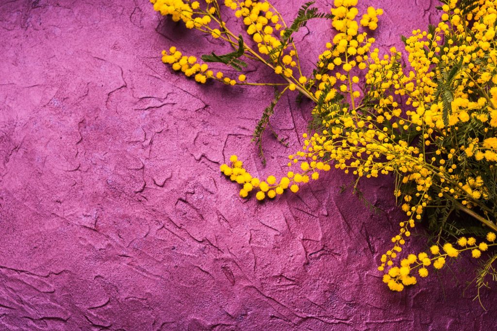 Mimose festa donna canva