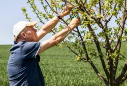 Pensionato lavora 26 ore in campagna, l’Inps gli chiede 29mila euro: la sentenza sul divieto di cumulo