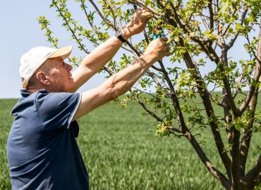 Pensionato lavora 26 ore in campagna, l’Inps gli chiede 29mila euro: la sentenza sul divieto di cumulo