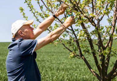 Pensionato lavora 26 ore in campagna, l’Inps gli chiede 29mila euro: la sentenza sul divieto di cumulo
