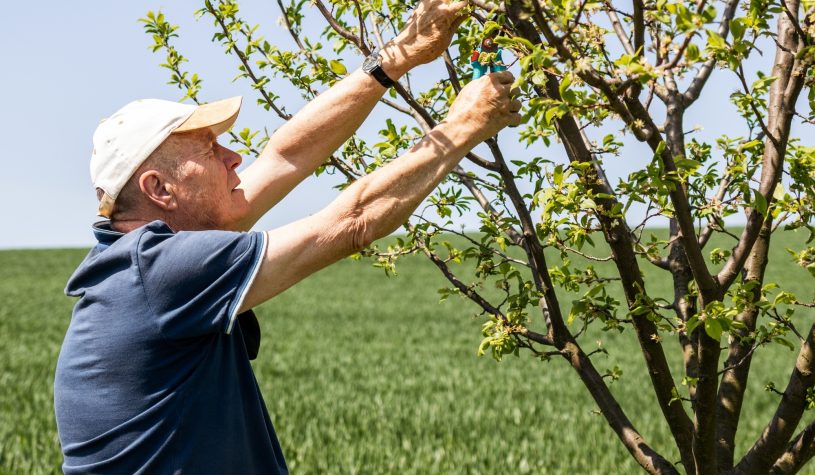 Pensionato lavora 26 ore in campagna, l’Inps gli chiede 29mila euro: la sentenza sul divieto di cumulo