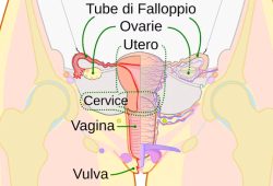 Mappato per la prima volta il clitoride: perché è un passo avanti per la salute riproduttiva