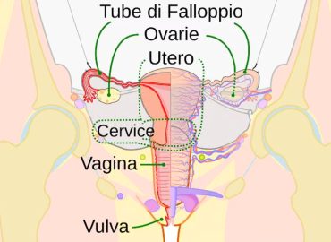 Mappato per la prima volta il clitoride: perché è un passo avanti per la salute riproduttiva
