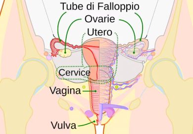 Mappato per la prima volta il clitoride: perché è un passo avanti per la salute riproduttiva