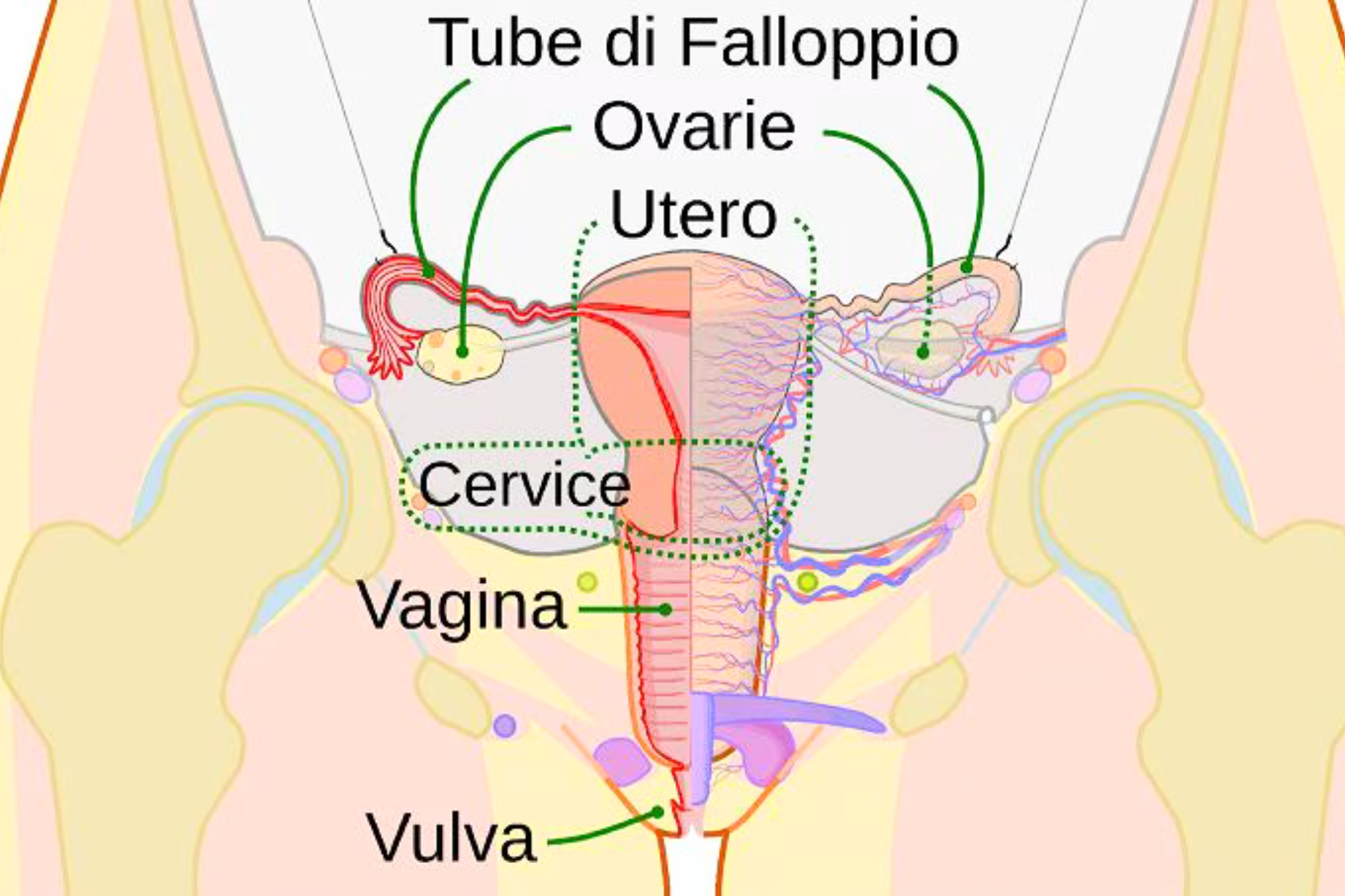 Mappato per la prima volta il clitoride: perché è un passo avanti per la salute riproduttiva