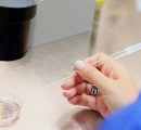 Sperma umano “coltivato” tra topi e macachi: lo studio sull’infertilità parte da una goccia di sangue