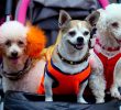 Pet parenting, il 55% di Gen Z e Millennial sceglie un animale anziché un figlio: quali rischi?