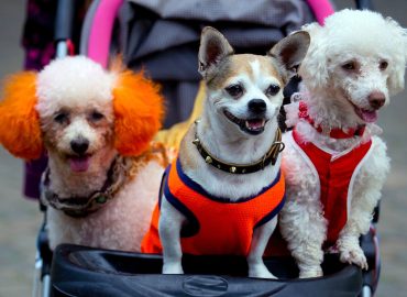 Pet parenting, il 55% di Gen Z e Millennial sceglie un animale anziché un figlio: quali rischi?