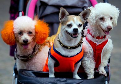 Pet parenting, il 55% di Gen Z e Millennial sceglie un animale anziché un figlio: quali rischi?