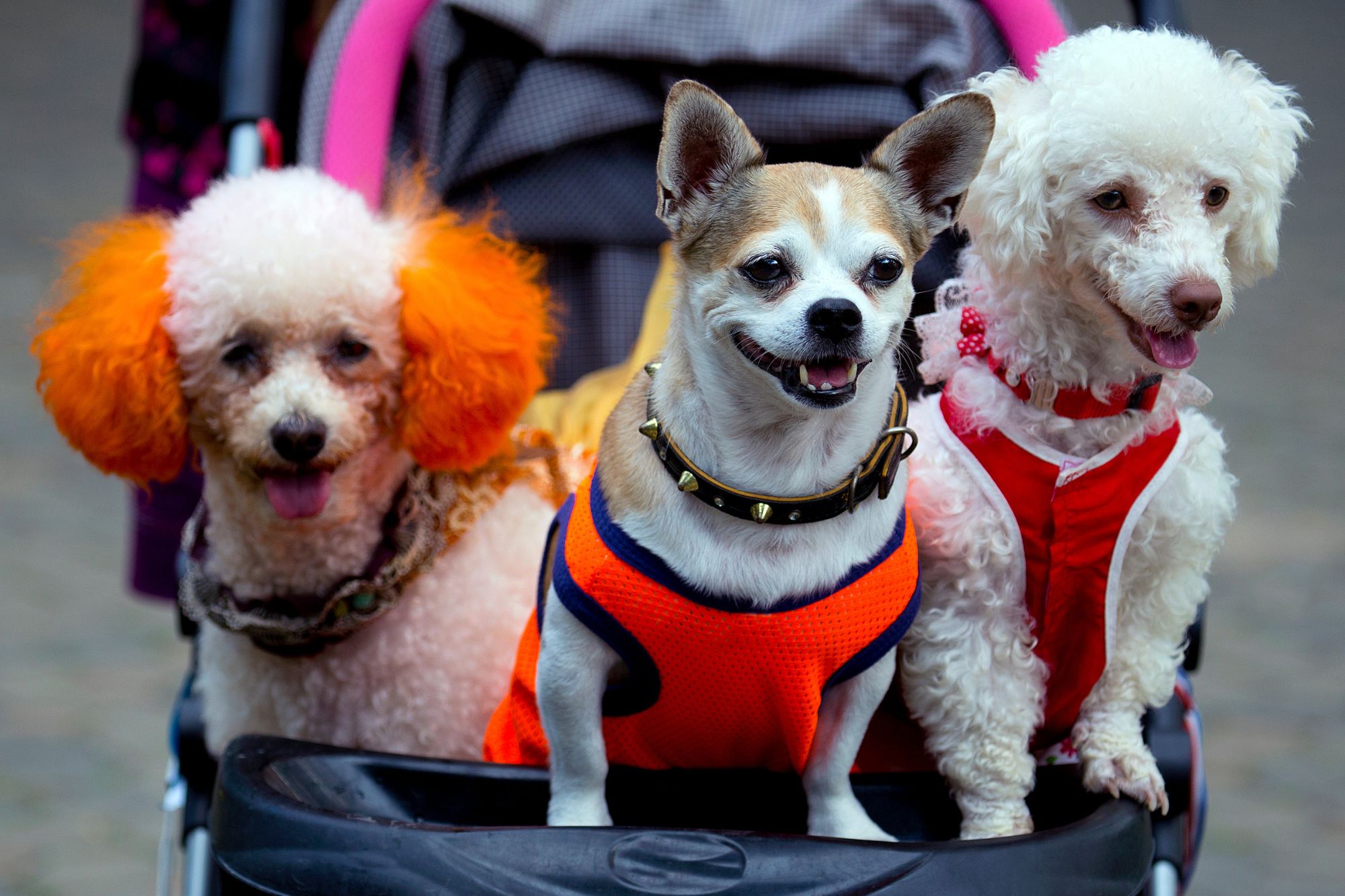 Pet parenting, il 55% di Gen Z e Millennial sceglie un animale anziché un figlio: quali rischi?