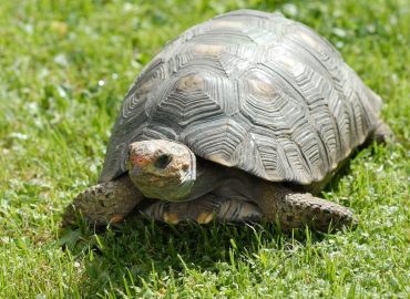 Il più anziano del pianeta: ha 194 anni, cellule da “bambino” e il segreto dell’eterna giovinezza