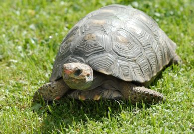 Il più anziano del pianeta: ha 194 anni, cellule da “bambino” e il segreto dell’eterna giovinezza